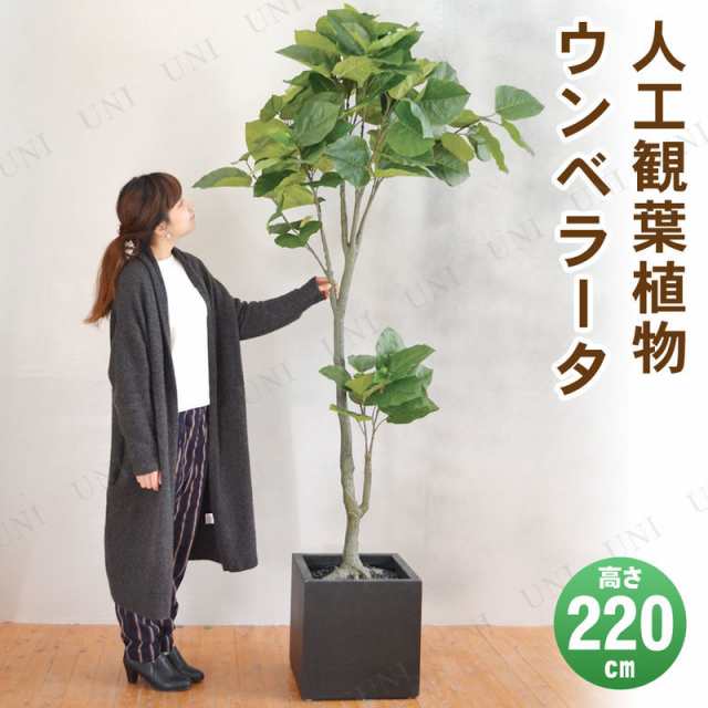 取寄品】 フェイクグリーン 光触媒 ウンペラータ 220cm 【 抗菌 大きい