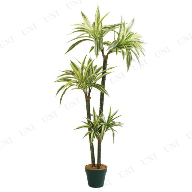 【取寄品】 フェイクグリーン 光触媒 ドラセナツリー 146cm 【 インテリアグリーン 抗菌 幸福の木 人工観葉植物 消臭 】の通販は