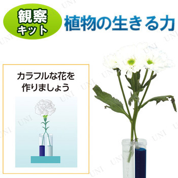 取寄品 大発見 植物の生きる力 学校教材 勉強 小学生 自由研究 実験キットの通販はau Pay マーケット パーティワールド
