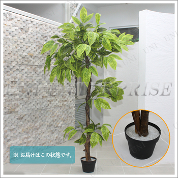 Funderful 人工観葉植物 光触媒 パキラ 165cm ユニエンタープライズ インテリア 光触媒加工 リアルな仕上がり_2