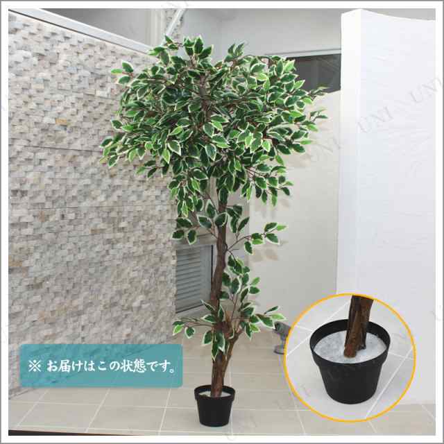 175cmホワイトフィカス 光触媒(人工観葉植物) 【 光触媒 フェイク