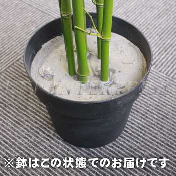 人工観葉植物 光触媒 バンブー 竹 210cm 【 光触媒 フェイクグリーン