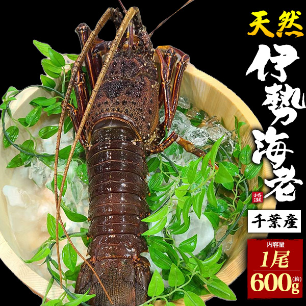 天然伊勢海老 1尾（約600g）千葉産 高級食材 殻付き 丸ごと いせえび 1匹 刺身 ステーキ 豪華 味噌汁 海鮮 贈答 ギフト 内祝 御祝 1人前 海産物 送料無料 冷凍配送 海の幸 まるごと 殻つき 殻ごと えび お祝い 内祝 連休 休日 ご褒美 グルメ 海鮮丼 イセエビ 伊勢えび 縁起物の通販は 8,580円