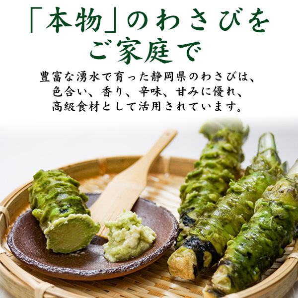 本わさび 静岡産 大サイズ 約100〜120g×3本 山葵 ワサビ 生わさび 本ワサビ 本山葵 静岡県産 日本 国産 薬味 お取り寄せ 料理 ギフト 贈り物 高級 和食 送料無料 クール便 冷蔵便_1