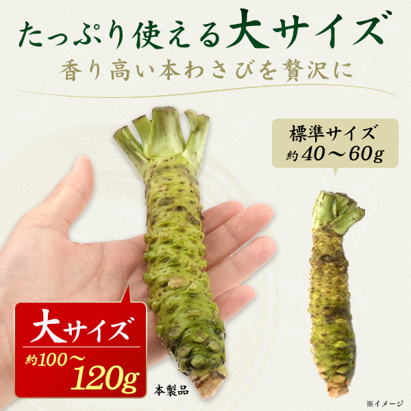 本わさび 静岡産 大サイズ 約100〜120g×3本 山葵 ワサビ 生わさび 本ワサビ 本山葵 静岡県産 日本 国産 薬味 お取り寄せ 料理 ギフト 贈り物 高級 和食 送料無料 クール便 冷蔵便_5