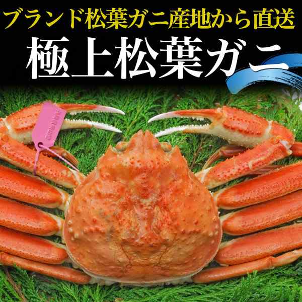 ボイル（柴山かに　姿【約500g×2杯】ズワイガニ　マーケット店　解禁　PAY　au　新物【釜茹×2枚】兵庫県産　PAY　松葉ガニ　N-style　PAY　au　産地　ブランドタグ付　津居山かに　香住かにの通販はau　マーケット　マーケット－通販サイト