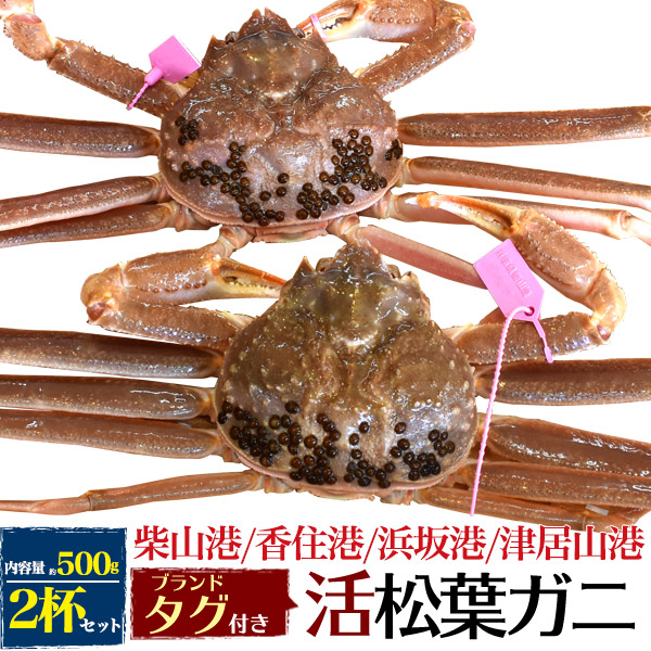 松葉ガニ【活蟹 500g×2杯】兵庫県産 生 松葉がに 姿 ズワイガニ 産地証明 ブランドタグ付 カニ（柴山かに / 津居山かに / 香住かに / 浜坂かに）松葉蟹 まつばガニ かに 1匹 お刺身 生食 贈り物 日本海 産地直送 産直 新鮮 高級 国産 ブランド蟹 クール【冷蔵】の通販は 19,584円