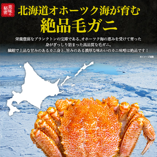 毛ガニ 姿 2杯（約500〜550g×2）北海道 オホーツク産 最高級 堅蟹 1〜1.1kg 誕生日 記念日 お祝い 内祝 ハレの日 グルメ ボイル済み 塩ゆで 毛がに カニ 2匹 殻付き 丸ごと 蟹 かに 茹で 贈り物 海鮮 ギフト 贈答 冷凍配送 海の幸 まるごと 殻つき 殻ごと 縁起物_2