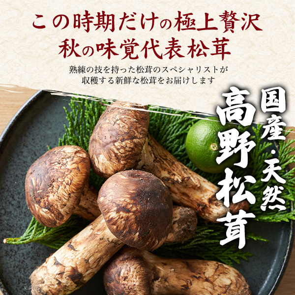 信州産天然松茸　朝取れ発送　1kg(訳あり) 訳あり＞訳あり松茸 | 国産松茸通販の松茸堂｜朝採れの天然松茸を全国