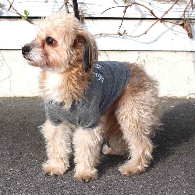 Aglae のドッグtシャツ ロゴマーク ラグランタイプ 犬服 イヌ ワンちゃんグッズ チワワ プードルサイズ 小型犬サイズの通販はau Pay マーケット Soubien ポイントupフェスクーポン利用可