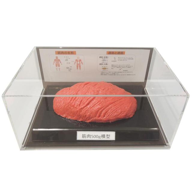 筋肉模型フィギュアケース入 500g IP-985 |b03