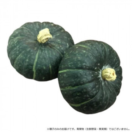 小林種苗 カボチャ種子 ほっくりはん 8143 500粒 |b03