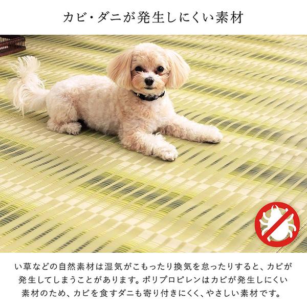 洗える ウォッシャブル ござ カーペット 江戸間8畳 約348×352cm グリーン 日本製 国産 除菌スプレー対応 丈夫 アウトドア レジャー ペット 緑 送料無料の通販は