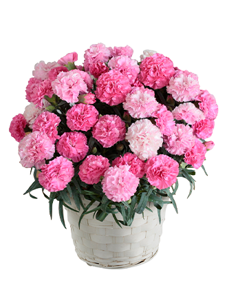 母の日特集 ソムリエ ギフト Au Pay