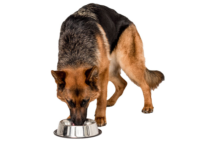 ジャーマンシェパードにはジャーマンシェパード専用フードを