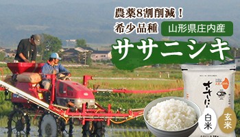 ササニシキ
