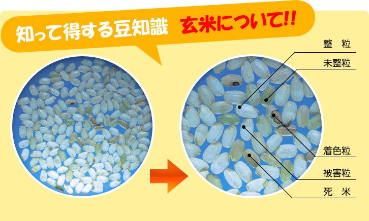 知って得する豆知識 玄米について!!