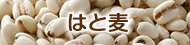 はと麦