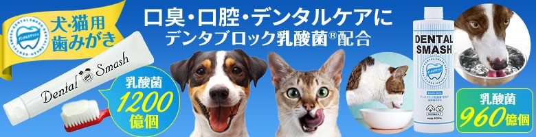 デンタルスマッシュ