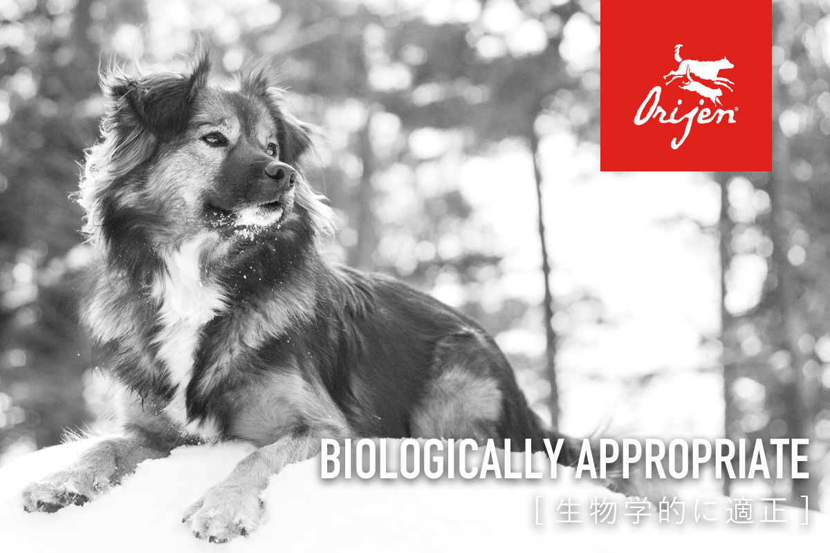 orijen �I���W���@BIOLOGICALLY APPROPRIATE [ �����w�I�ɓK�� ]
