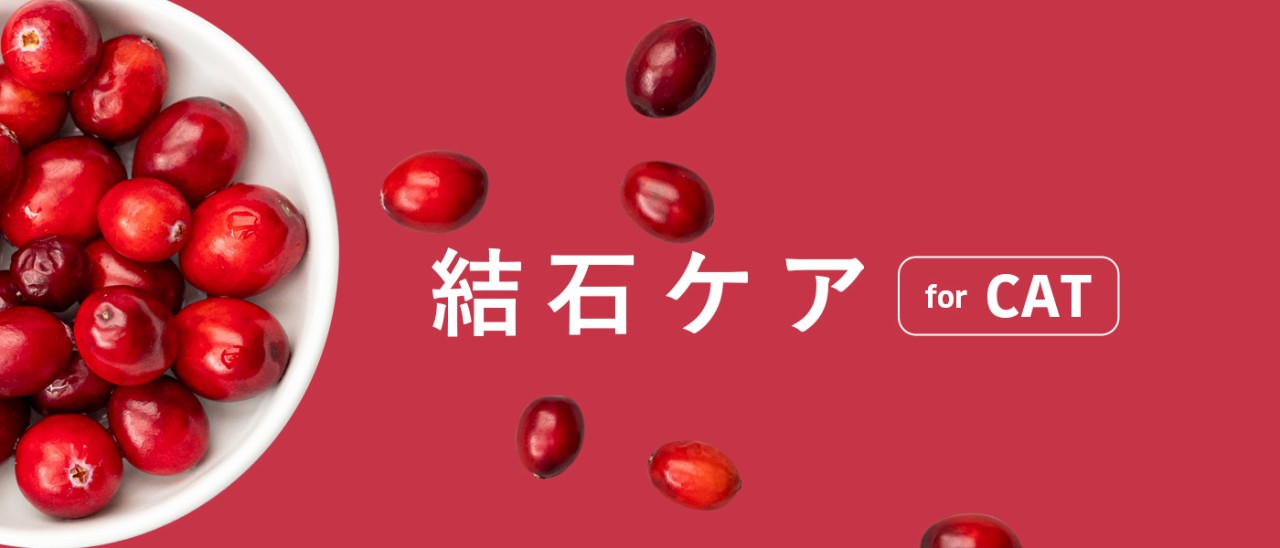 �L���b�g�E���΃P�A