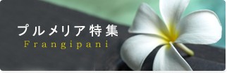 プルメリア特集
