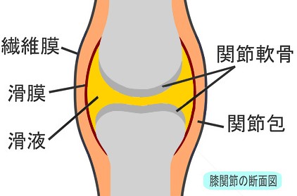 膝の構造と膝の水