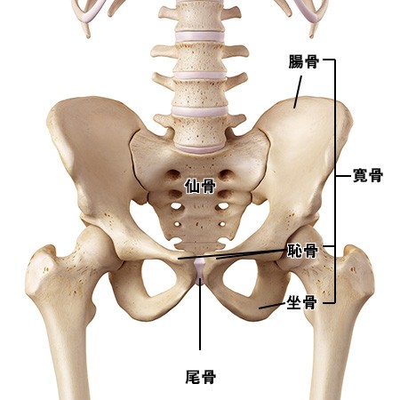 骨盤を構成する骨「仙骨」「寛骨」「尾骨」