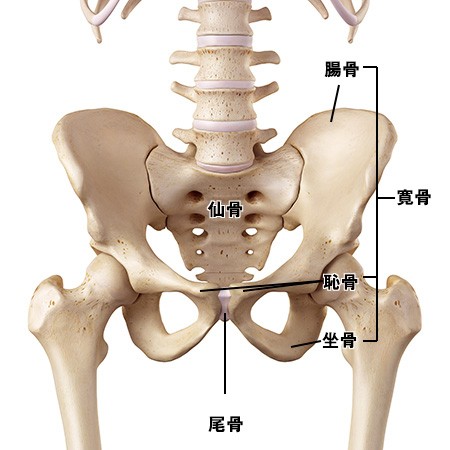 恥骨結合の痛みを治す 骨盤ベルト