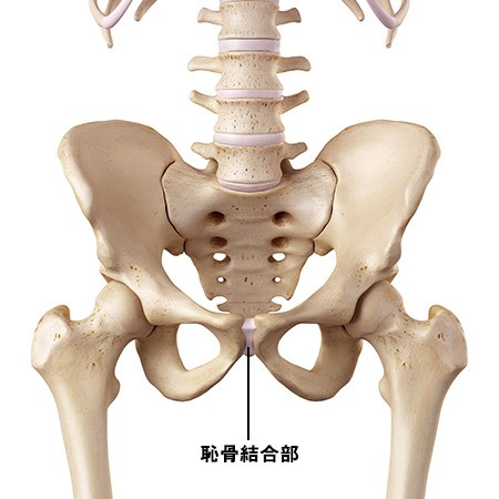 恥骨結合の痛みを治す 骨盤ベルト