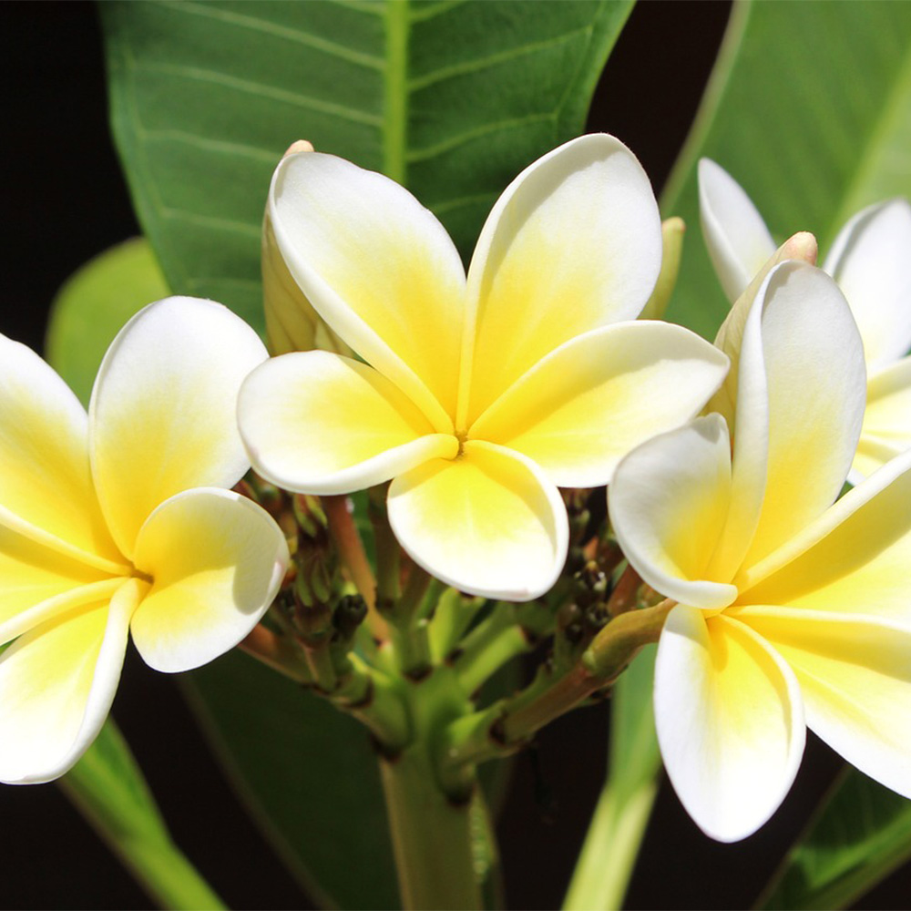 �v�������A