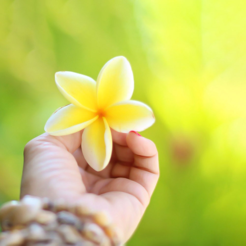 プルメリアの花言葉