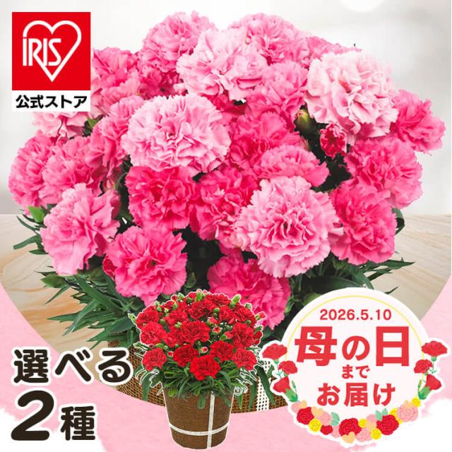 �J�[�l�[�V�������A�� �I�ׂ�2��