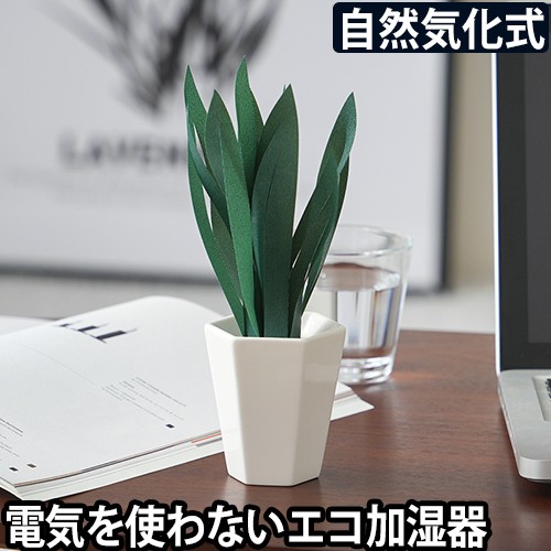 ミスティプランツ サンスベリア