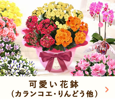 �h�V�̓��M�t�g2026 ���A��