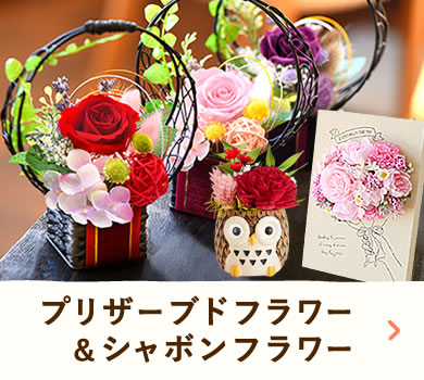 �h�V�̓��M�t�g2026 �v���U�[�u�h�t�����[