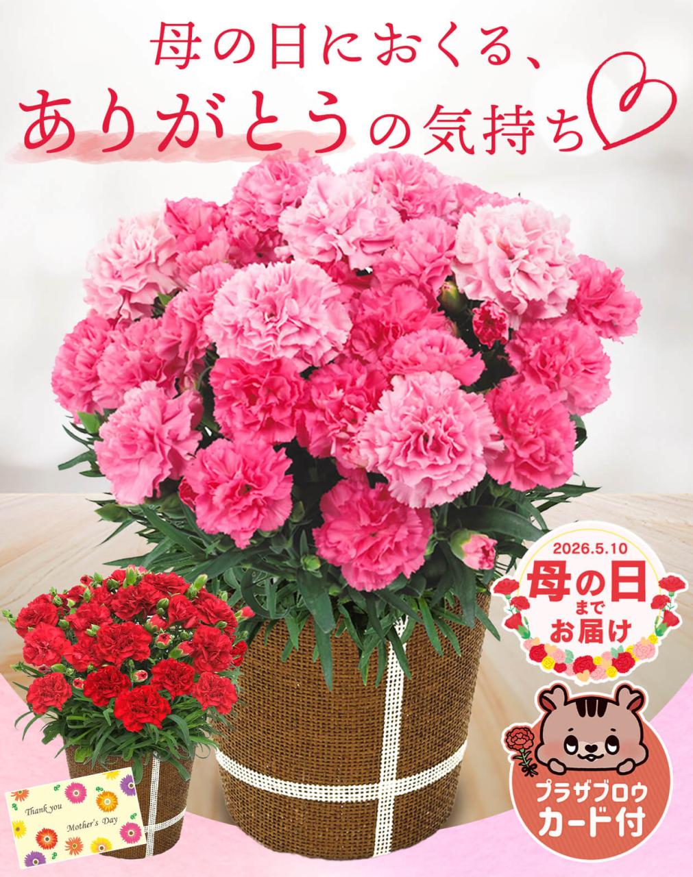 �J�[�l�[�V���� ���i�摜