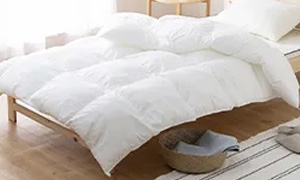 �z�c�E�Q�� �J�e�S���摜