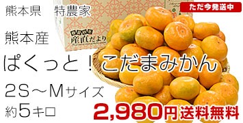 特農家の熊本みかん5kg