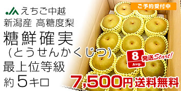 新潟糖鮮確実梨5kg