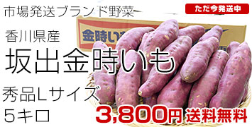 坂出金時5キロ