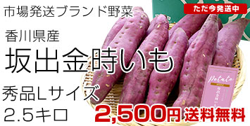 坂出金時2.5キロ