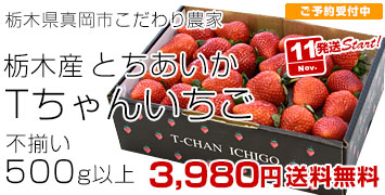 Tちゃんいちご500g
