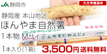 本山自然薯M
