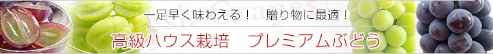 nEX͔|@v~AԂǂ
