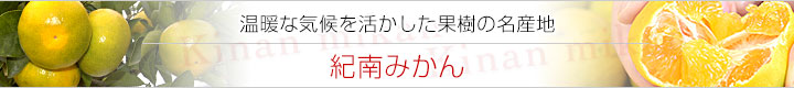 紀南極早生