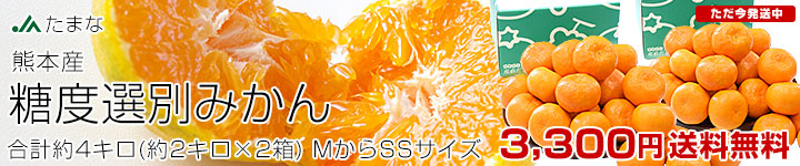 たまな 糖度選別みかん