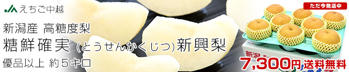 糖鮮確実梨 新興5キロ