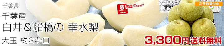 白井＆船橋の幸水梨