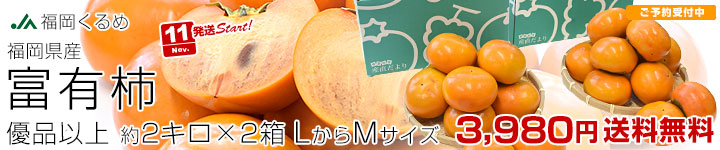 JA福岡くるめ 富有柿